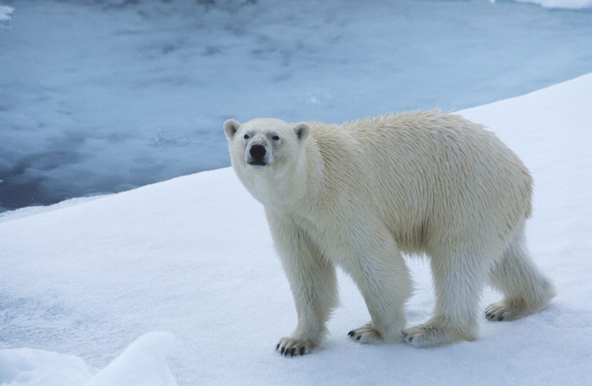 niedźwiedź polarny